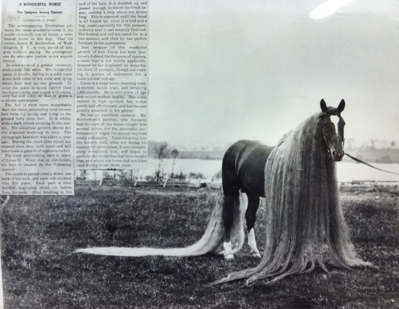 Illustration for article titled The real-life My Little Ponies were creepy and magnificent beasts